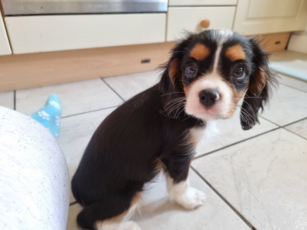 A small tri colour king Charles cavalier puppy looking at the camera