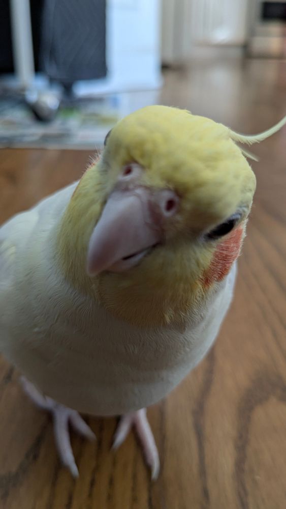 My pet bird Sunny, looking quite peculiar...