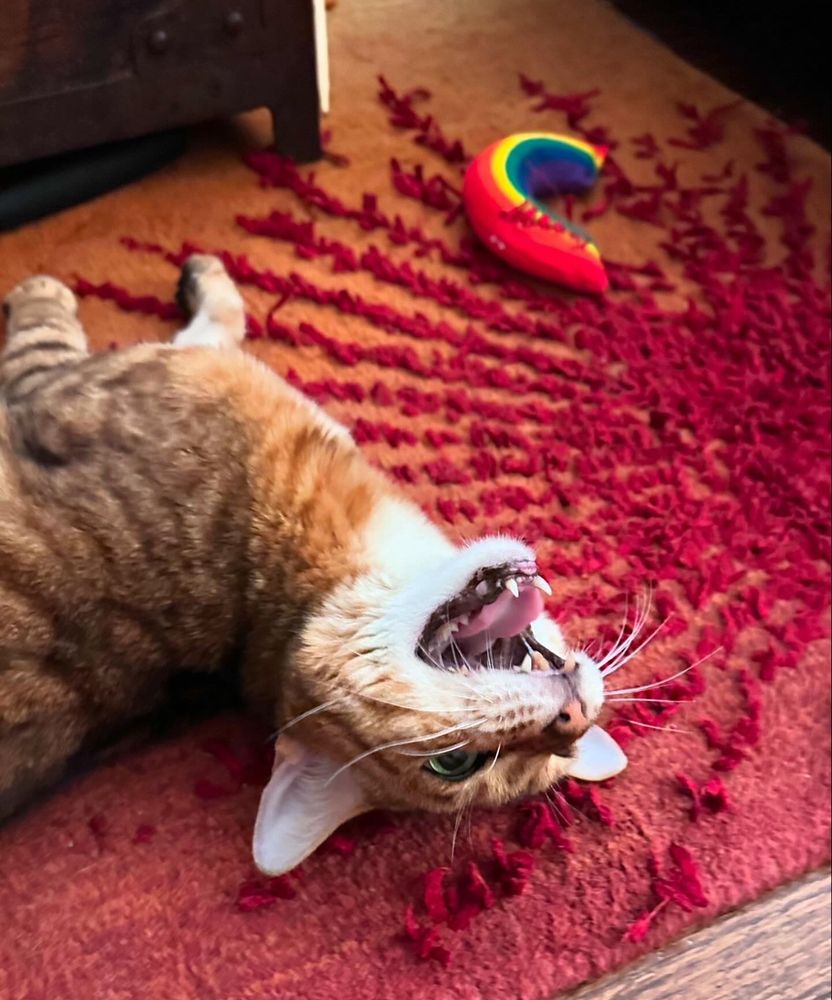 Chloe the Bengal kitty yells while her toy rainbow is on display. 