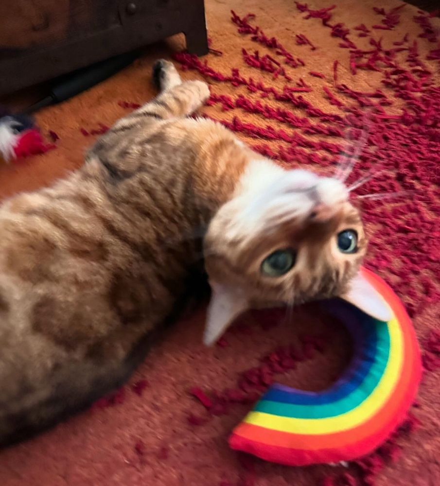 Chloe the Bengal Kitty looks toward the camera while playing with her stuffed rainbow