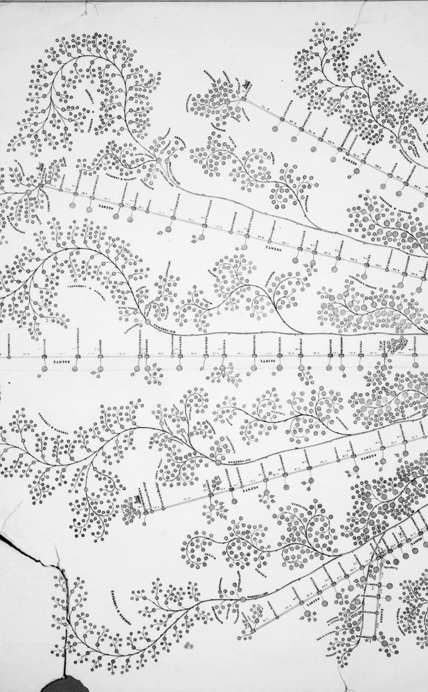 An image that shows branching tendrils from multiple branches