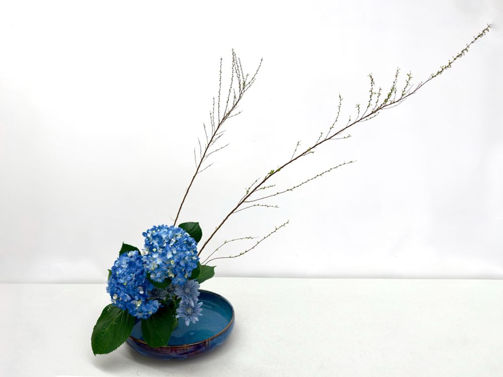 Blue flowers arranged in a blue, shallow vase on a white background 