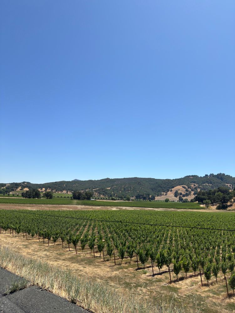 Vineyards in the Russian River Valley 