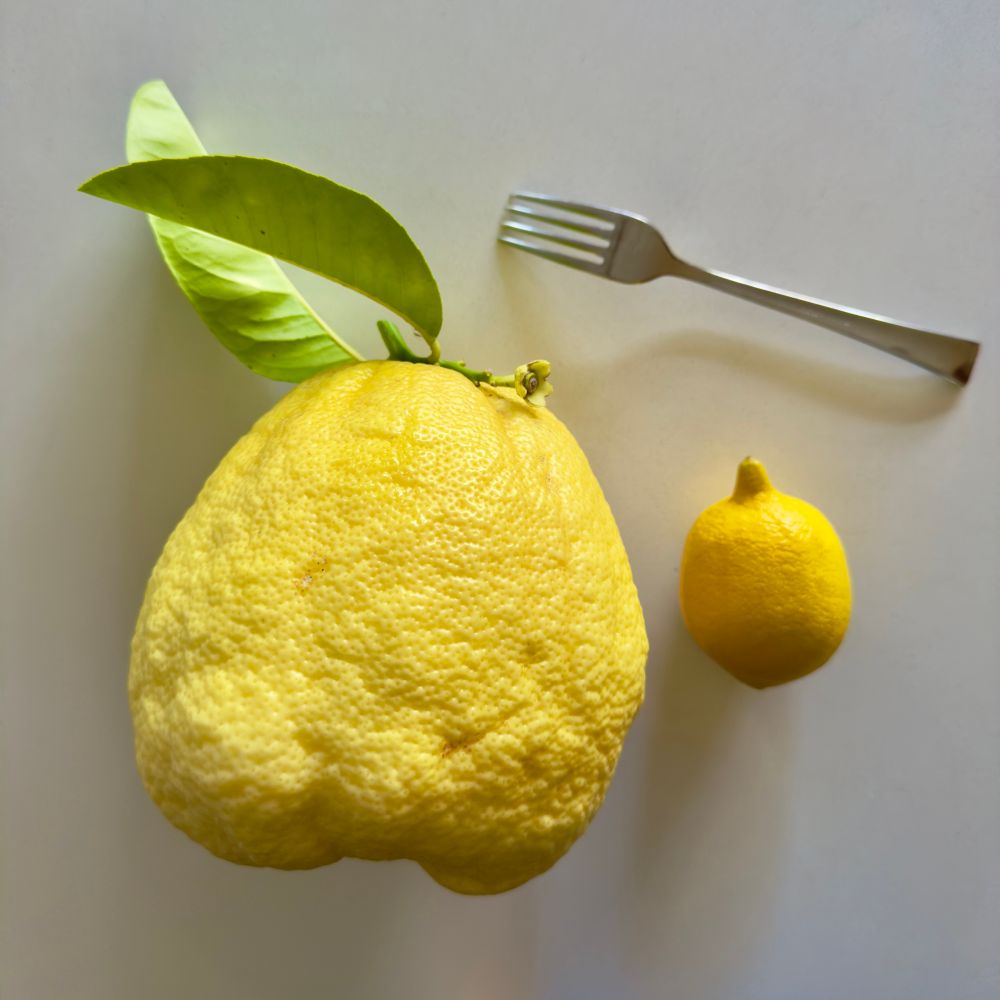 Very large citron lemon next to a commercially grown lemon and a fork on a white surface 