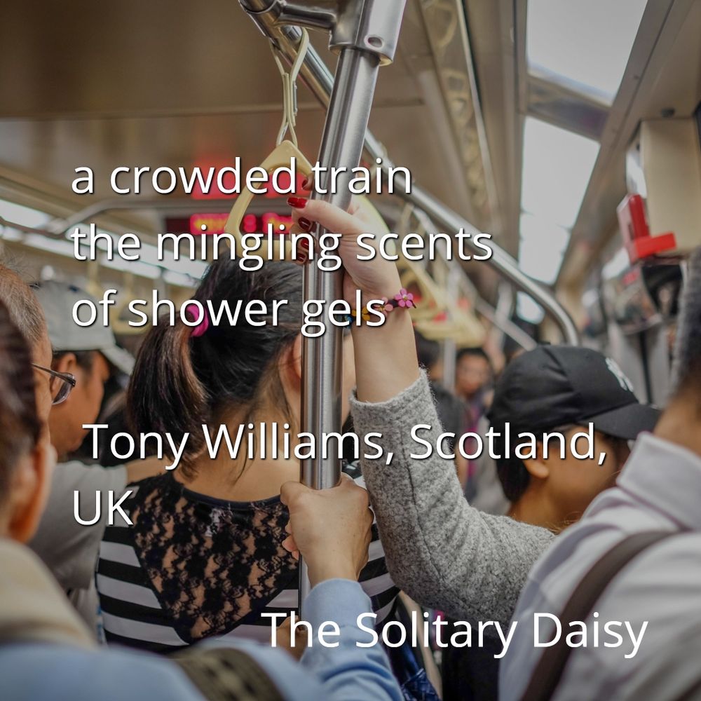 The background is a number of people holding rails and straps on a crowded bus.
Text reads
a crowded train
the mingling scents
of shower gela
- Tony Williams, Scotland, UK
The Solitary Daisy 