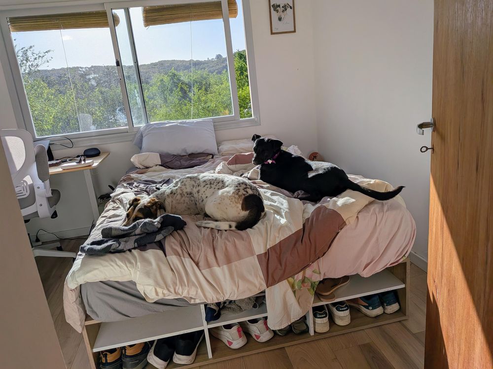 Two dogs sleeping on a human bed next to each other. Behind them are windows looking out over a Green Hilly Landscape. 
