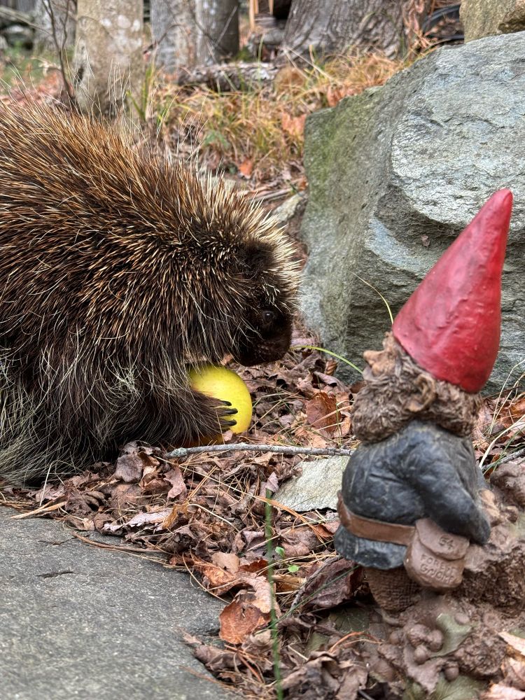Porcupine eating apple with gnome
