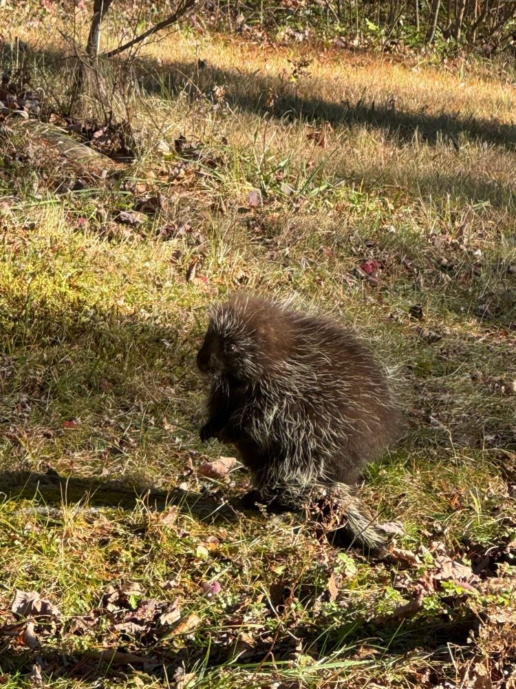 Baby porcupine