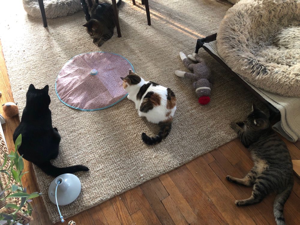 Four cats playing with a battery-operated feather toy. Best $29 I ever spent. Grandmaster Flash chilling at bottom right. 