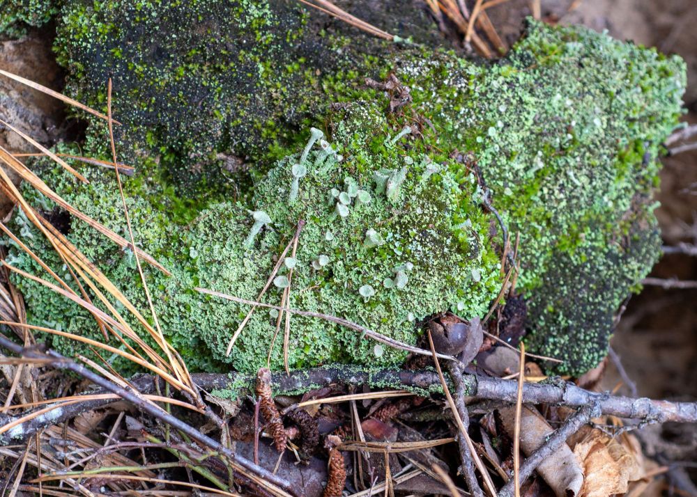 Light green Pixie Cup lichen
