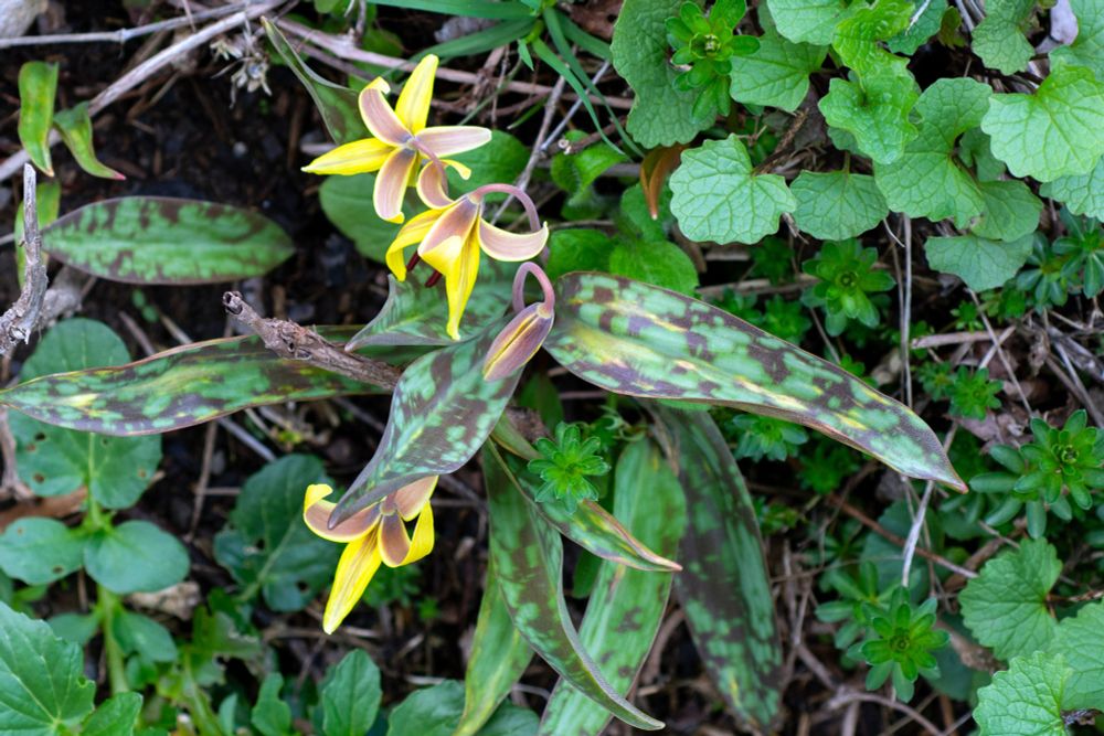 Three Yellow Trout Lily blossoms and one bud, set against their mottled leaves.