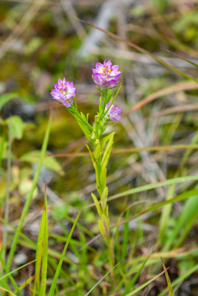 Closeup of the tiny Field Milkwort, with pink flowers