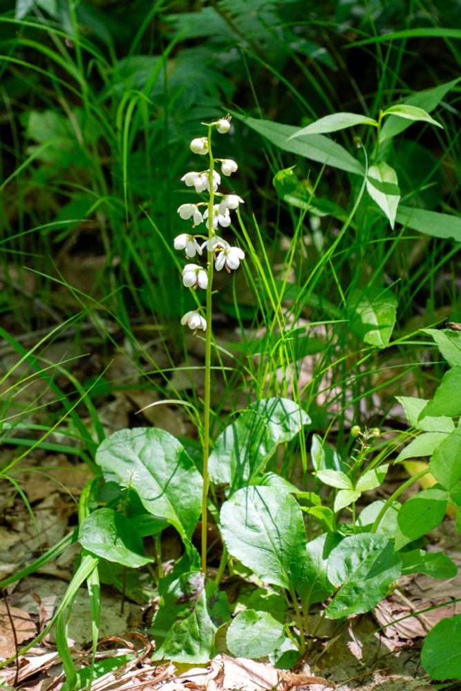 Raceme, bearing tiny white flowers with rounded petals. The elliptical leaves give the species its Latin name.