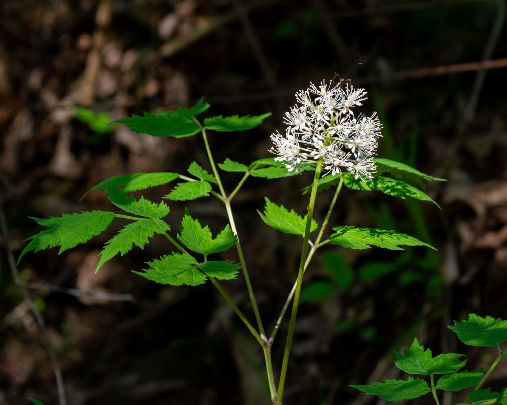 Leaves and the tiny white flowers in a raceme of the Red Baneberry