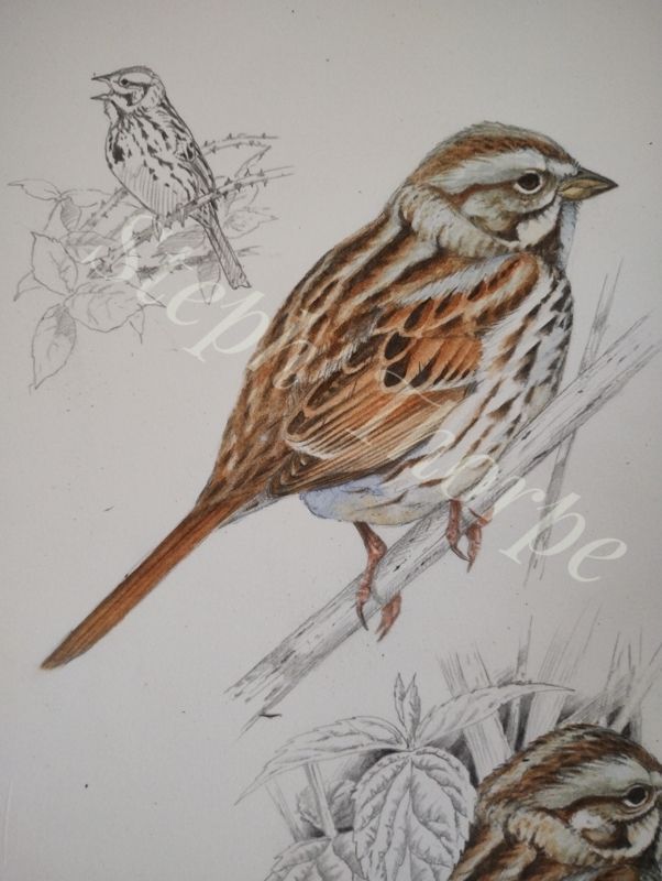 A section of a page of watercolour and pencil illustrations of a Song Sparrow. Top left is a small sketch in pencil of the bird singing. It is facing us and showing the characteristic dark spot in the center of the breast. The main picture is of the bird, a small passerine, with a side and rear aspect. The bird is mainly brown and grey with dark streaks. The breast and underparts are white with black and brown streaking.  The bird has a stripy head pattern in grey, brown and black.