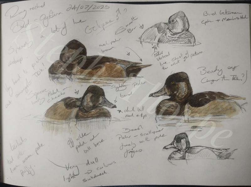 Set of sketches in a sketchbook of an eclipse drake Ring-necked Duck. They were painted in dull, flat light. The duck has a slightly peaked rear crown, a general brown colouration with square paler patches on the cheeks and around the bill base. The pale flanks are a rather smooth lighter brown with the ghost of the vertical pale line at the front edge of the flank patch. The tertials are much more worn and paler along with the tail. The breast feathers are thinly fringed paler. The gold eye stands out.