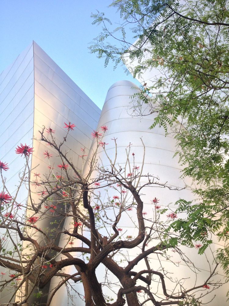 curving titanium panels on undulating forms glow a soft blueish pink matching the magic hour sky. partly occluding are a pepper tree and a coral tree with no leaves but bright fuchsia flower spikes