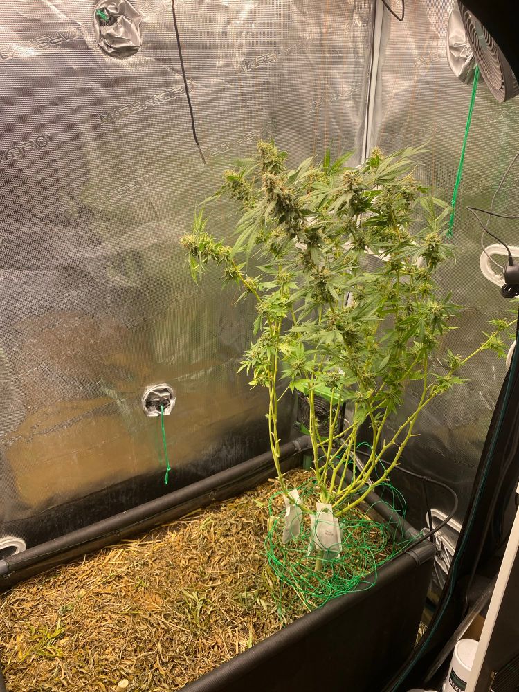 Cannabis Pflanze Typ Somango Glue in einem Indoor Living Soil Beet.