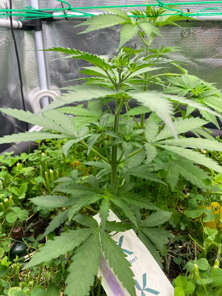 Photo of cannabis plant type Runtz by Zamnesia Seeds.