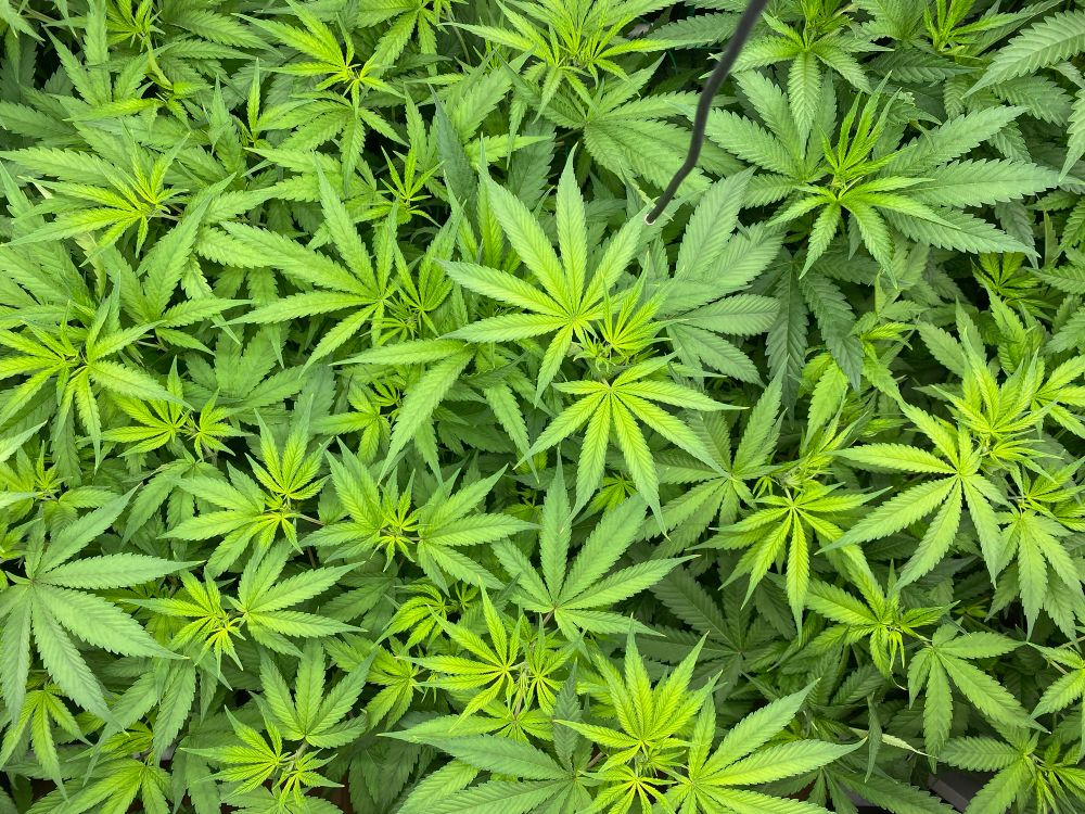 Living Soil Beet indoor mit 4 gescroggten Cannbis Pflanzen. Sicht von oben.