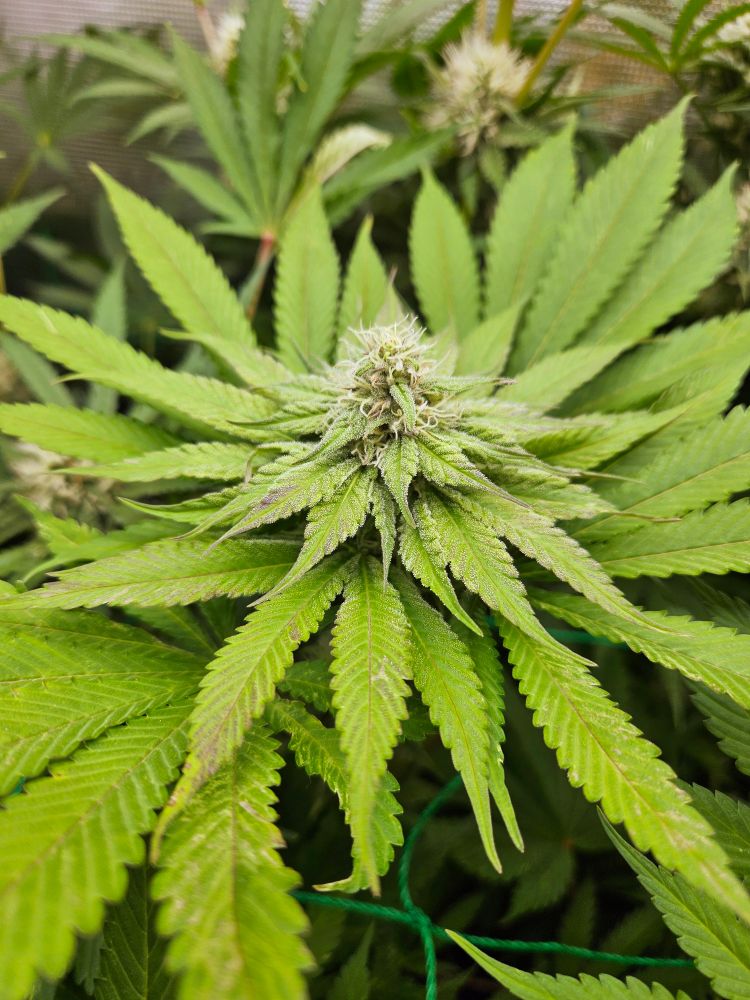 Blüte einer Cannabis Pflanze Typ Golosa