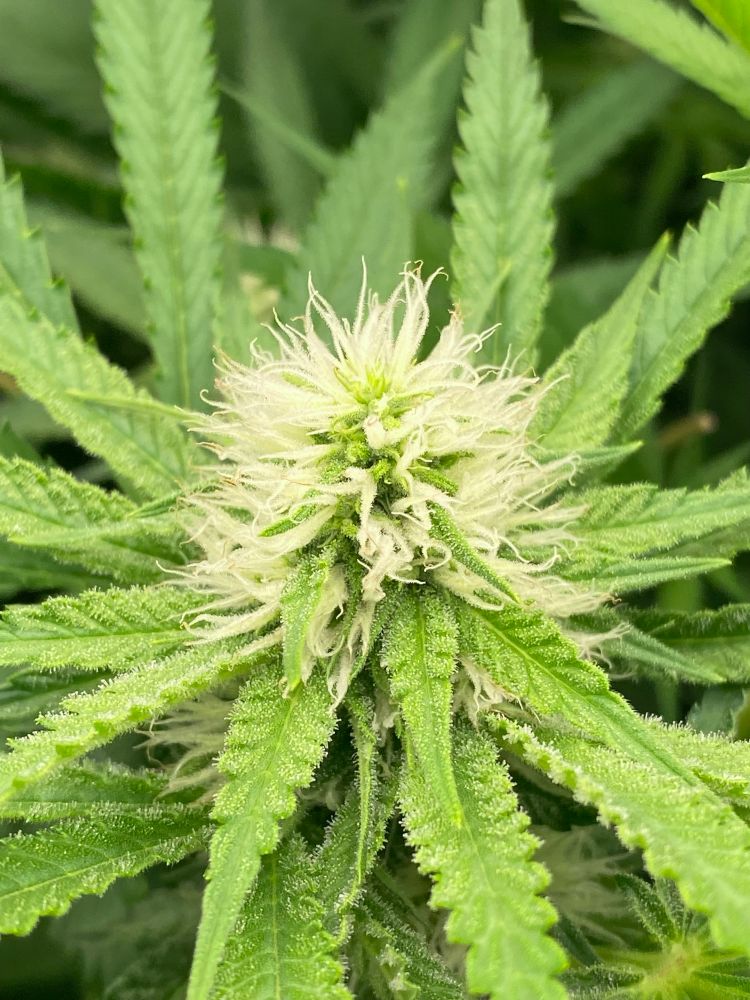 Nahaufnahme einer jungen Cannabis Blüte