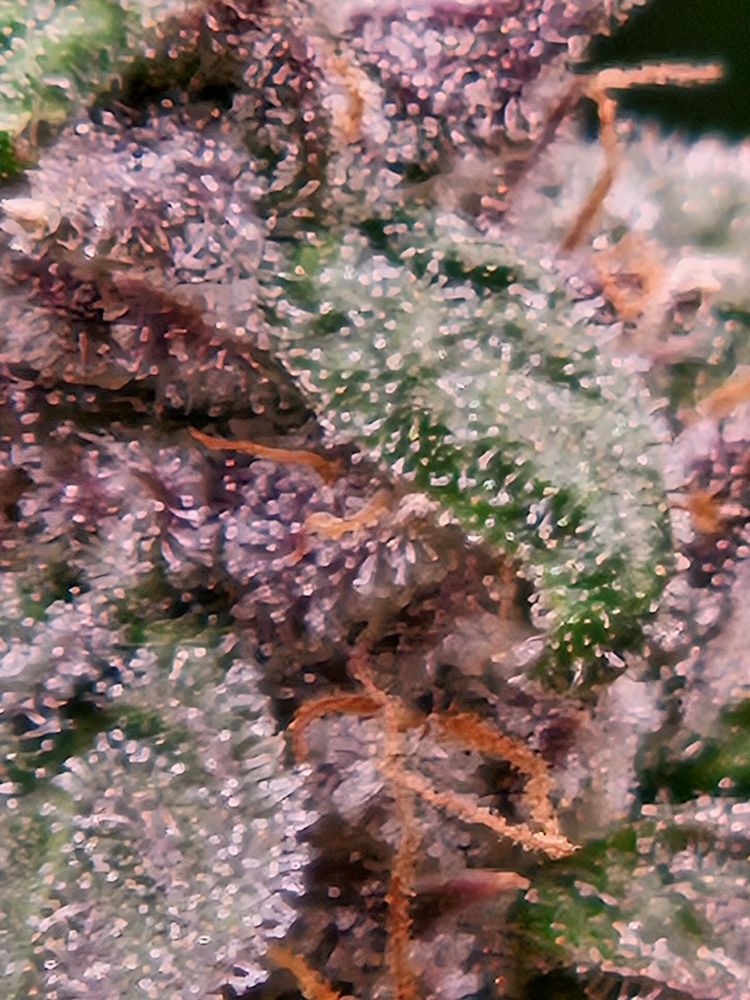 Trichome der Golosa