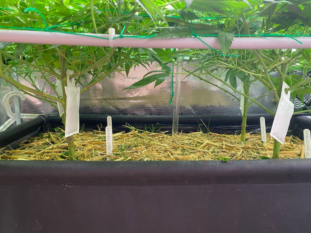 Living Soil Beet indoor mit 4 gescroggten Cannbis Pflanzen. Sicht von unten.