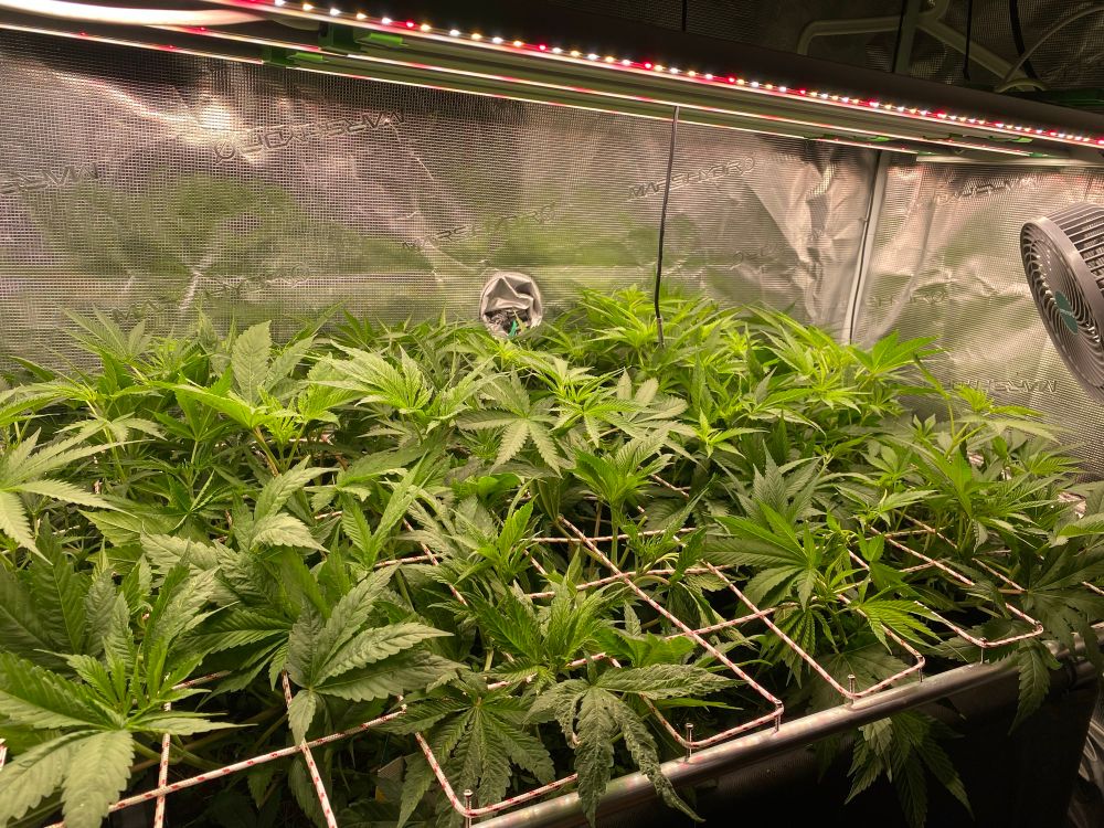 Indoor Living Soil Beet mit 4 Cannabis Pflanzen- Sicht von links schräg vorne