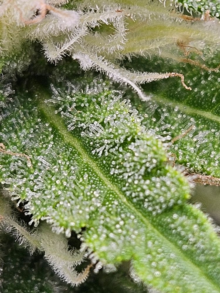 Nahaufnahme von Trichomen auf einem Zuckerblatt