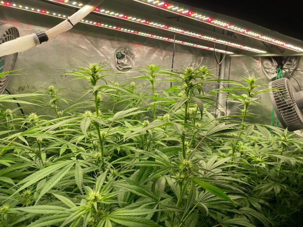 Cannabis Pflanzen in Indoor Living Soil Beet - Sicht seitlich schräg über das Blätterdach 