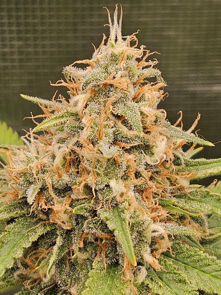 Reifende Blüte einer Cannabis Pflanze Typ King Louis Garcia