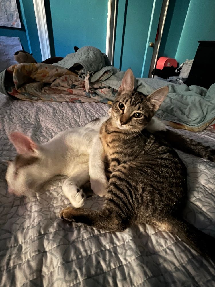 Oliver is trying to play but Fluffy Rainbow could care less