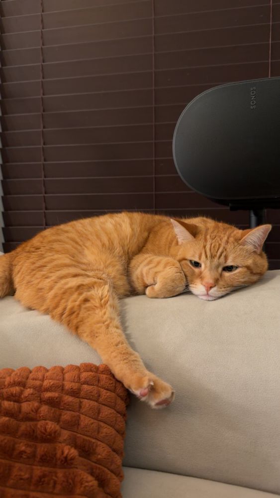 Orange female tabby cat laying in the back of a sofa with one back leg sticking out. 