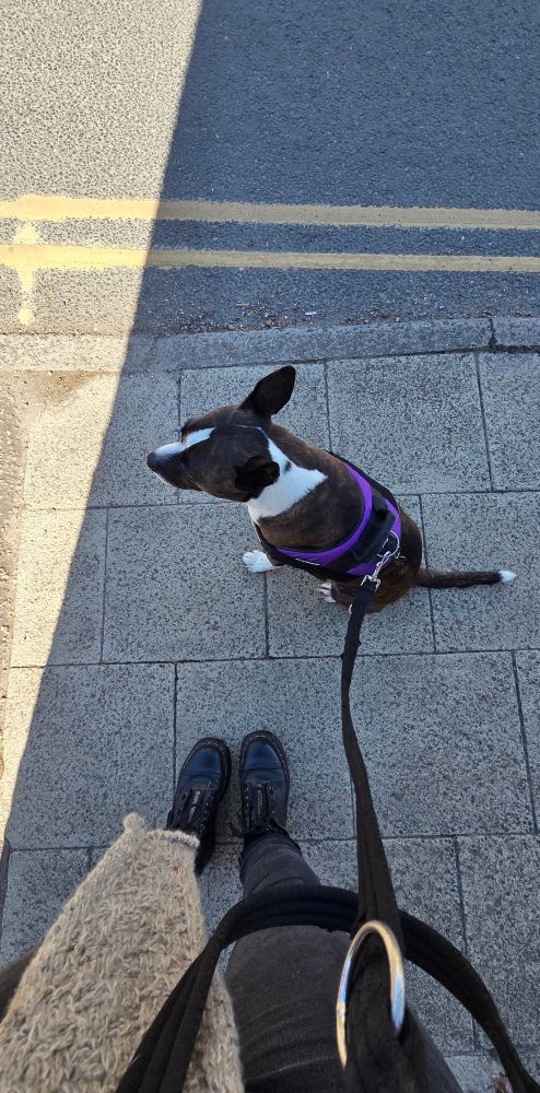 A small black/brown and white dog wearing a purple harness sits on the pavement, attached to her owner by a black leash. Her owner is wearing black DM boots, black jeans, and a beige scarf (from Ireland. The dog is, incidentally, also from Ireland.) 