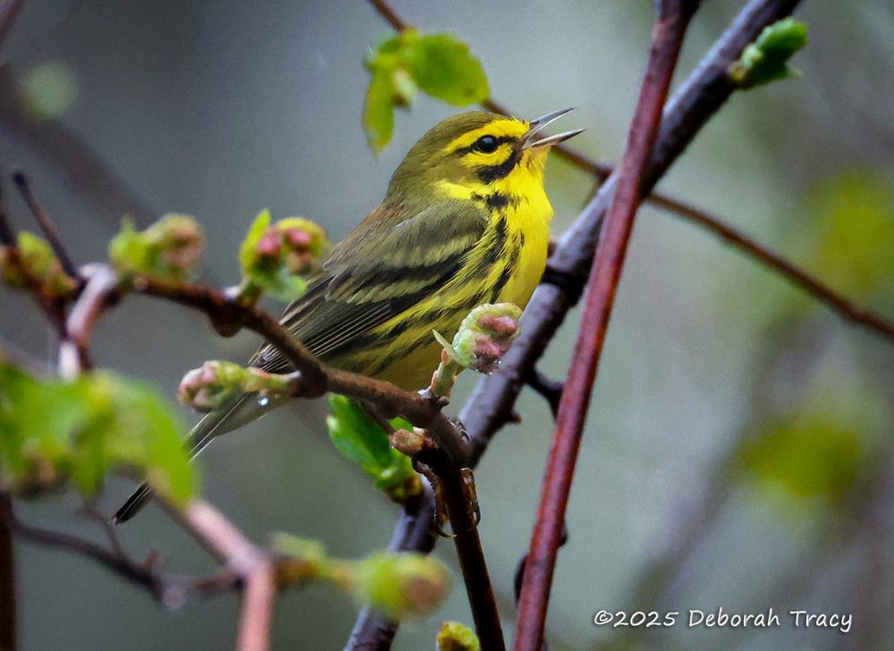 Prairie warbler (Setophaga discolor) singing in the rain