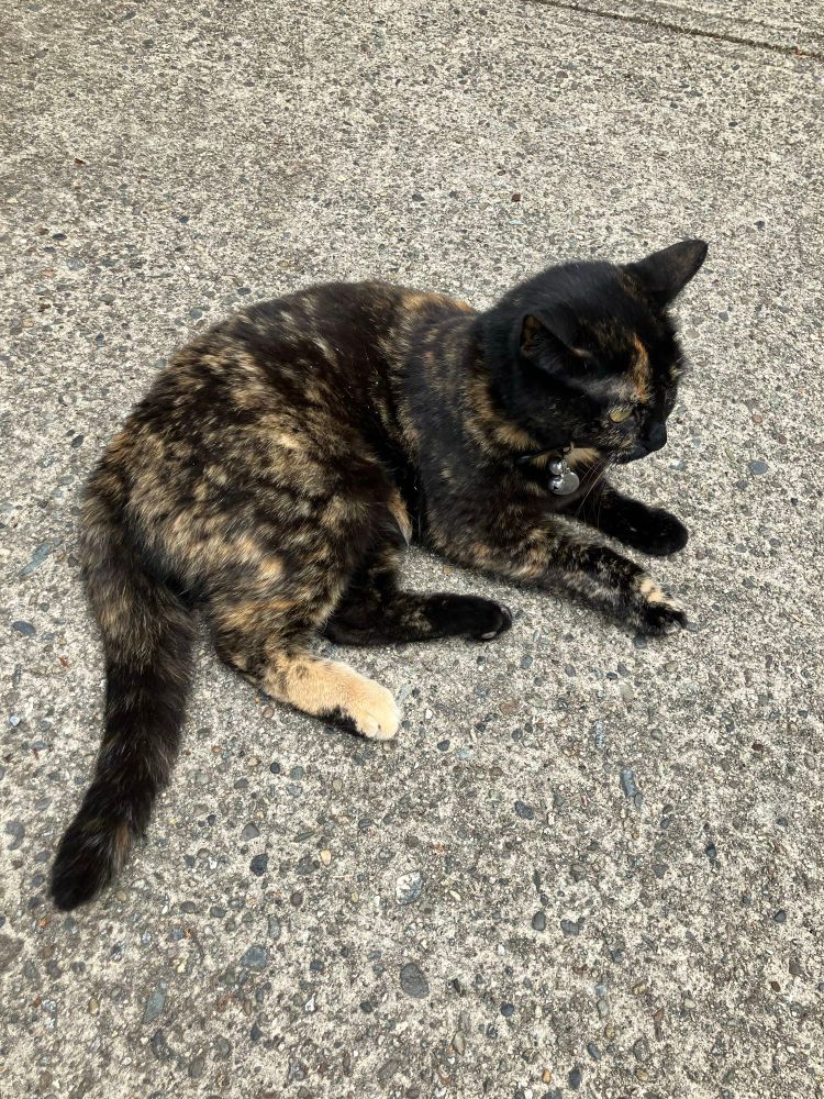a small short-haired tortoiseshell cat curled up on a concrete sidewalk 