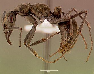 photo latérale d'une fourmi ouvrière Ophthalmopone berthoudi, l'espèce pour laquelle le terme gamergate a été inventé.