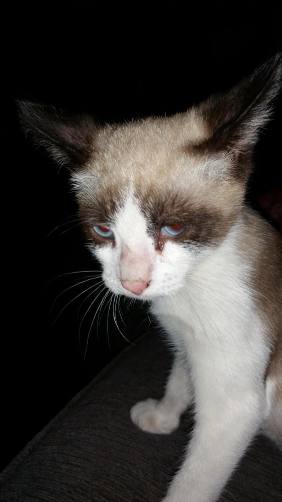 You Chicory the Cat displaying attitude. 