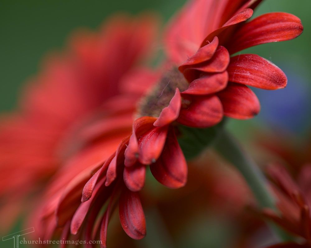 View of a deep red gerbera daisy from the side. 