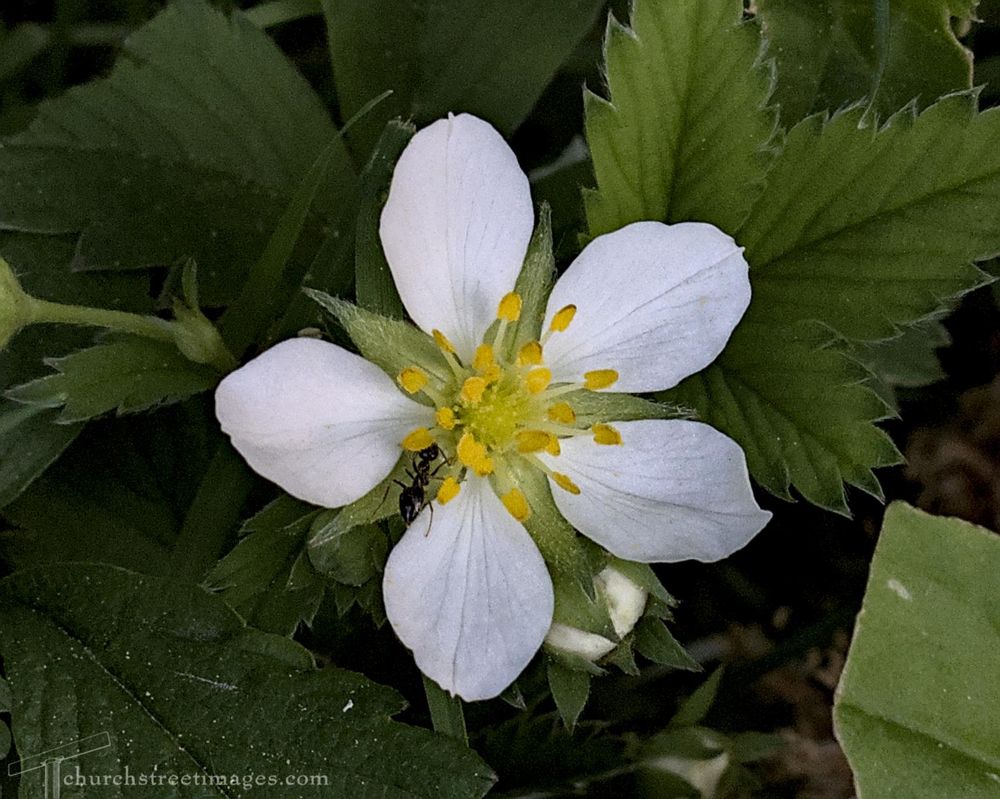 A single white, five petaled strawberry blossom with a tiny ant crawling on it. The serrated leaves of the plant are behind