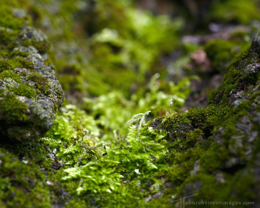 Two kinds of moss growing in the crook of a tree 