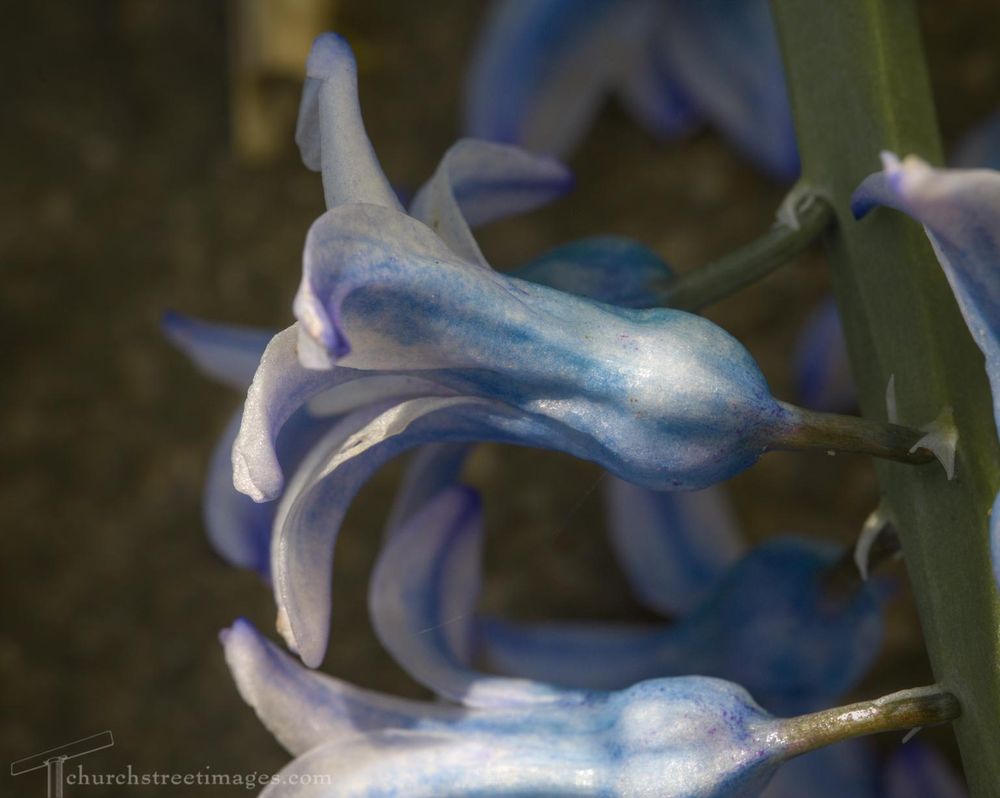 Closeup of two blue and white hyacinth flowers