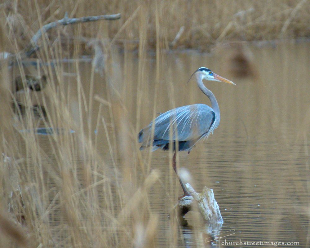 A great blue heron stalks in shallow water, partially hidden by reeds. His plumage stands out against the browns and tans of the surroundings. 