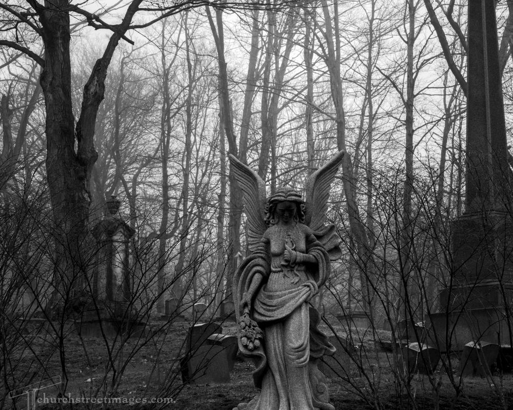 #BlackAndWhite photo of a statue of an angel in a cemetery. She is looking down and something she's holding close to her chest. The branches of the trees around her are bare. The air is misty. 