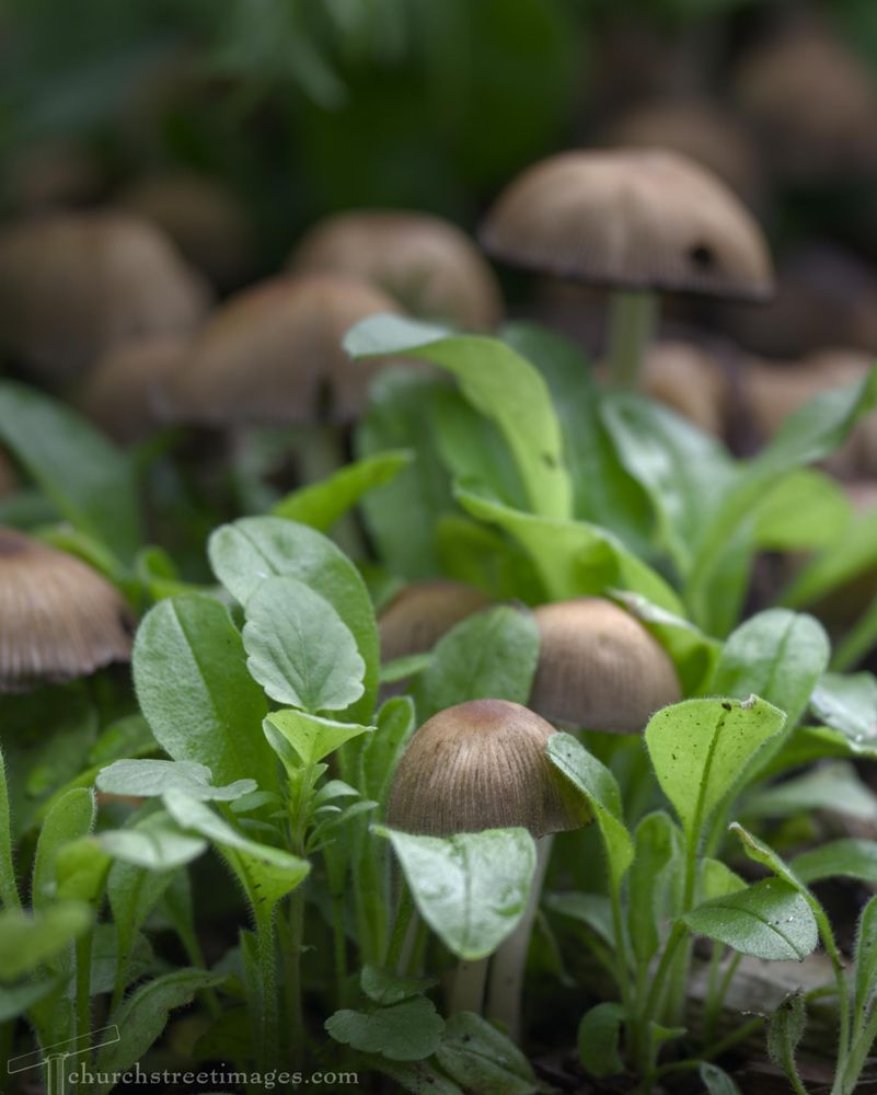 A little group of small round mushrooms peeking up through the leaves at the bottom of a garden