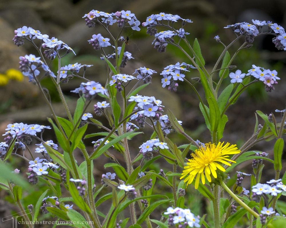 Forget me nots and a dandelion