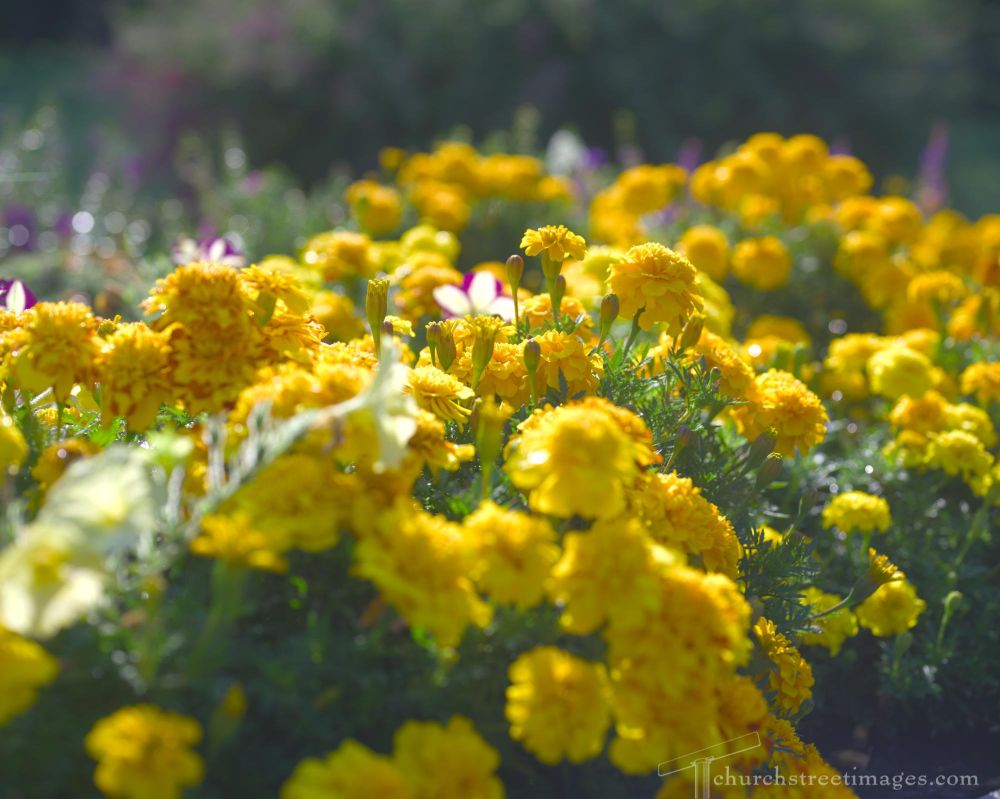 A riotous bunch of yellow marigolds blazing in the sun