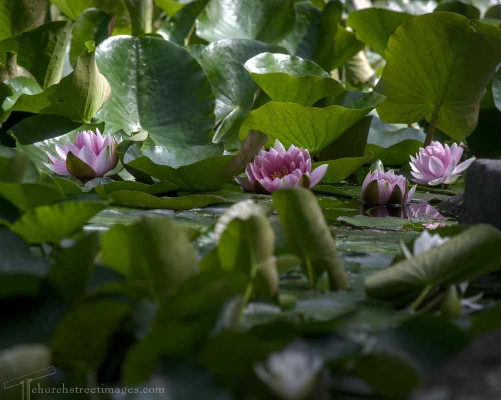 Water lilies floating in the shade, pink blossoms showing