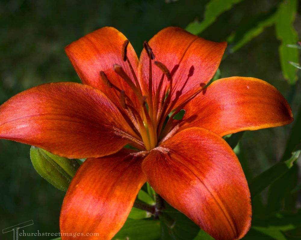 A brilliant red lily blazing in the sun. The greenery behind it is in deep shadows. 